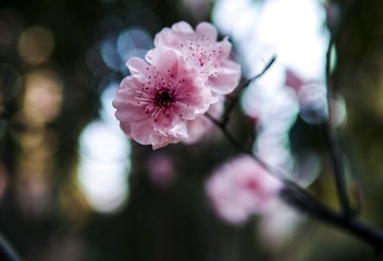 _SDI0527