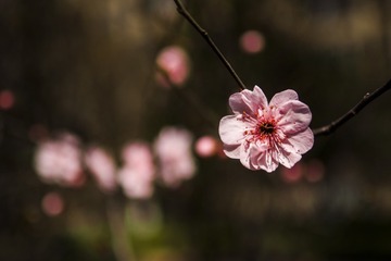 _SDI0549