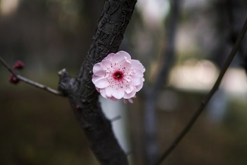 _SDI0560