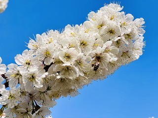 Optional("F26BA79A-BA49-4FAA-BEC2-03452107328F/L0/001")