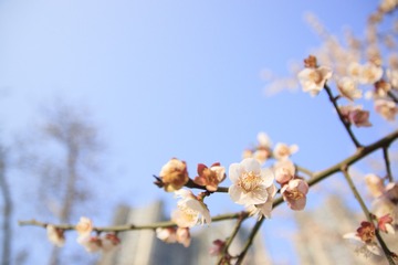 花开