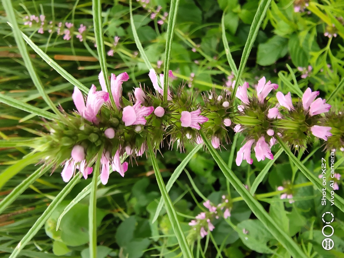 细叶益母草(野生)