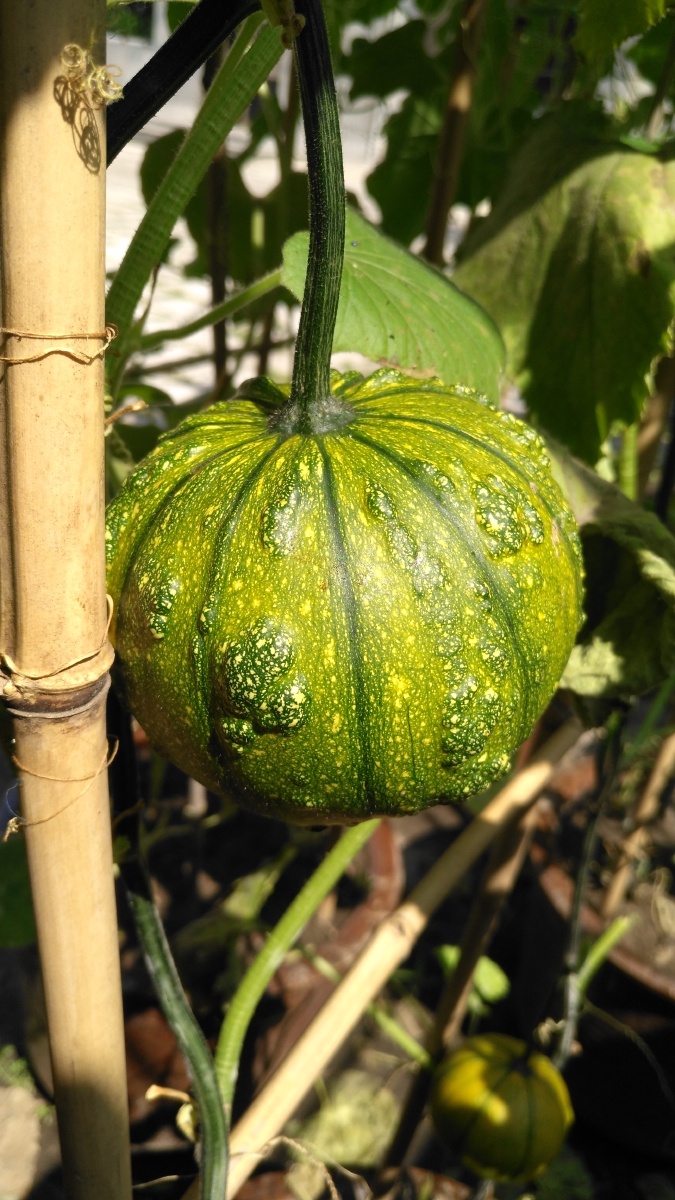 成熟有点早瓜娃子八