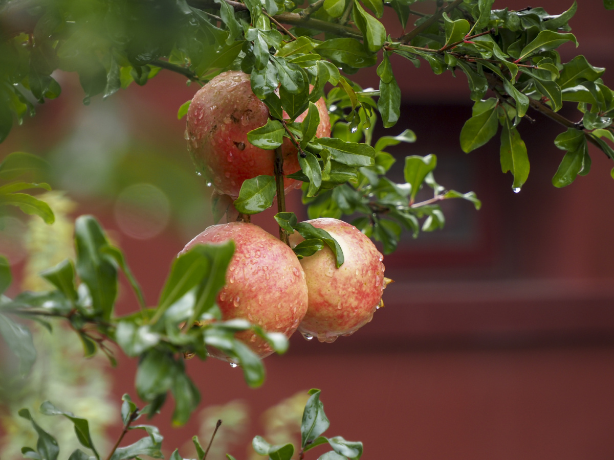 一场秋雨湿了故宫红了石榴