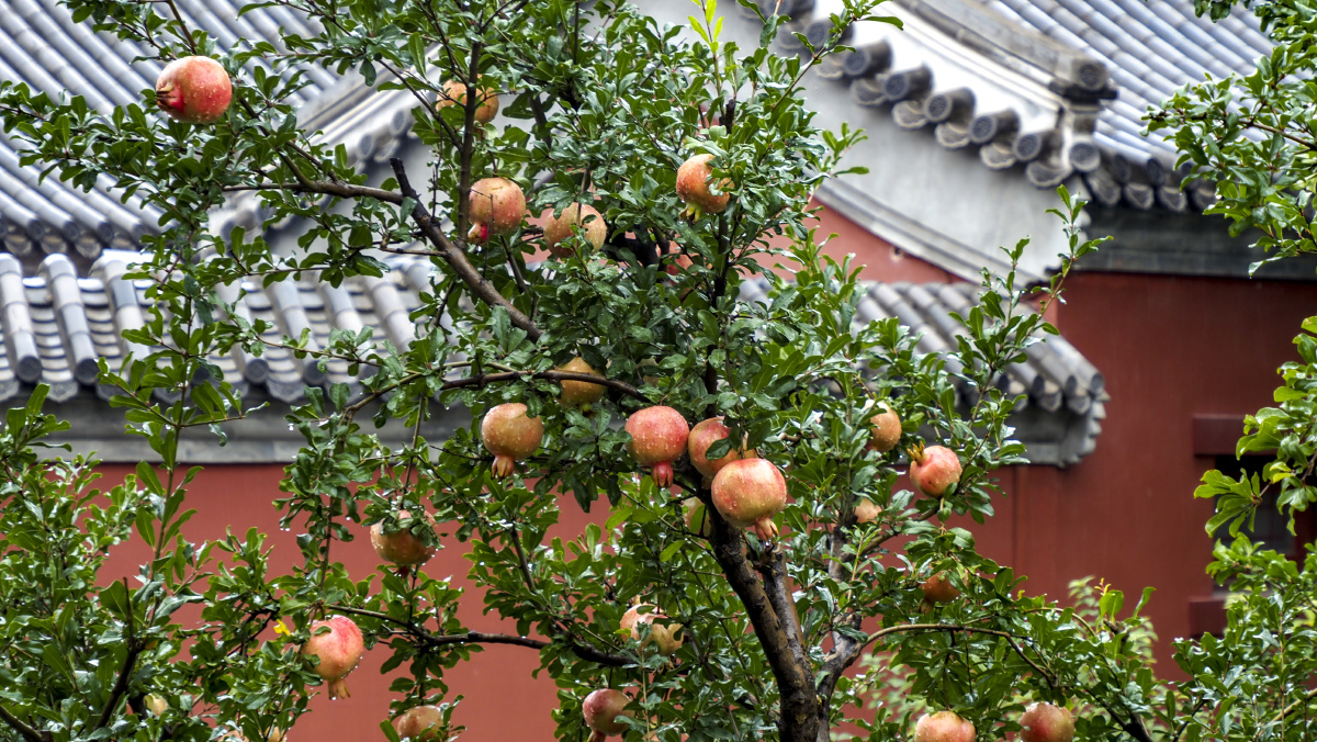 一场秋雨湿了故宫红了石榴