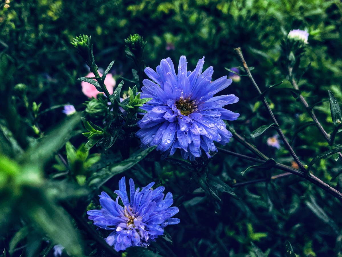 荷兰菊的花语是谎言