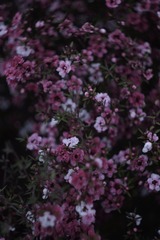 8B258226-FF85-4463-A0FE-397014C51548/L0/001