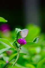 4C9077FA-FA83-4BE2-9FB8-147A7DC9F3A2/L0/001
