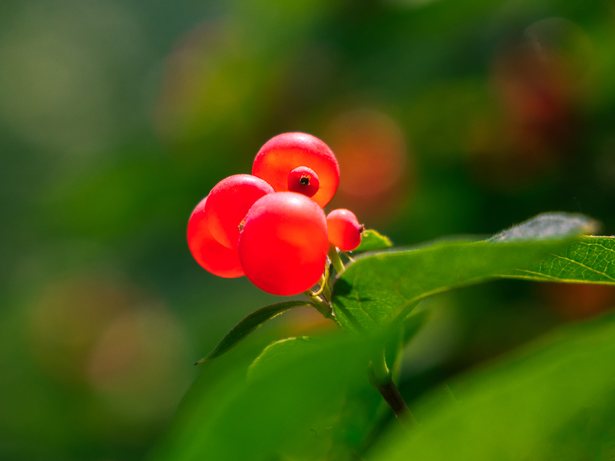 红色忍冬果