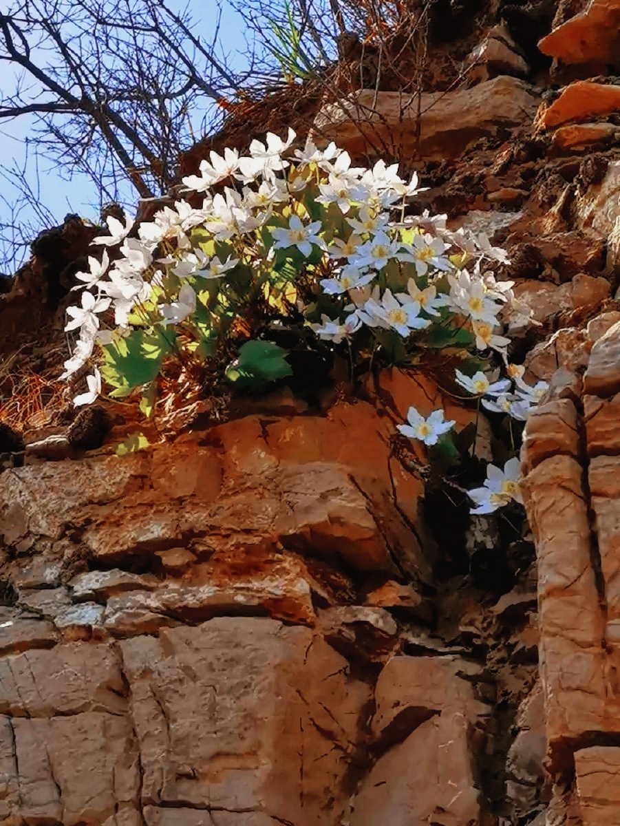 崖壁二美槭叶莲独根草