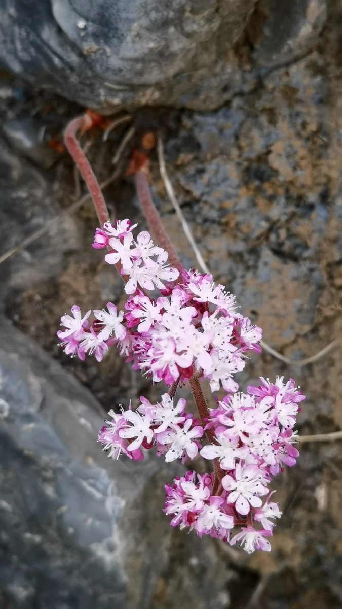 崖壁二美槭叶莲独根草