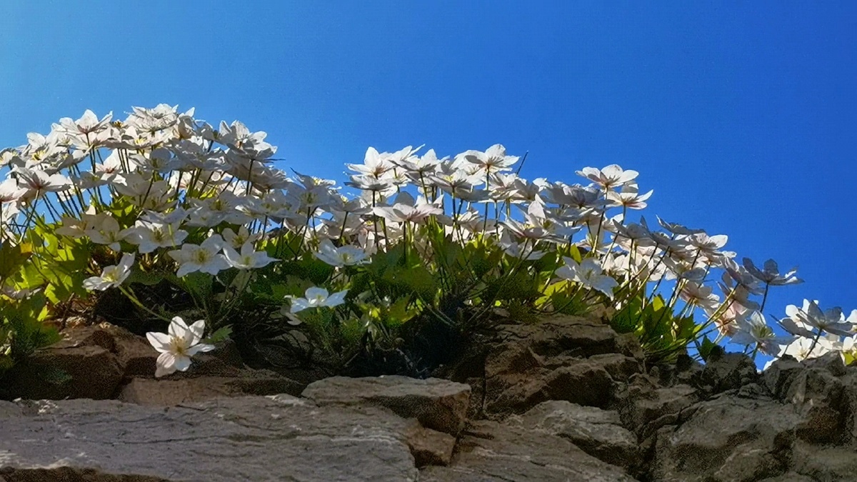 崖壁二美槭叶莲独根草
