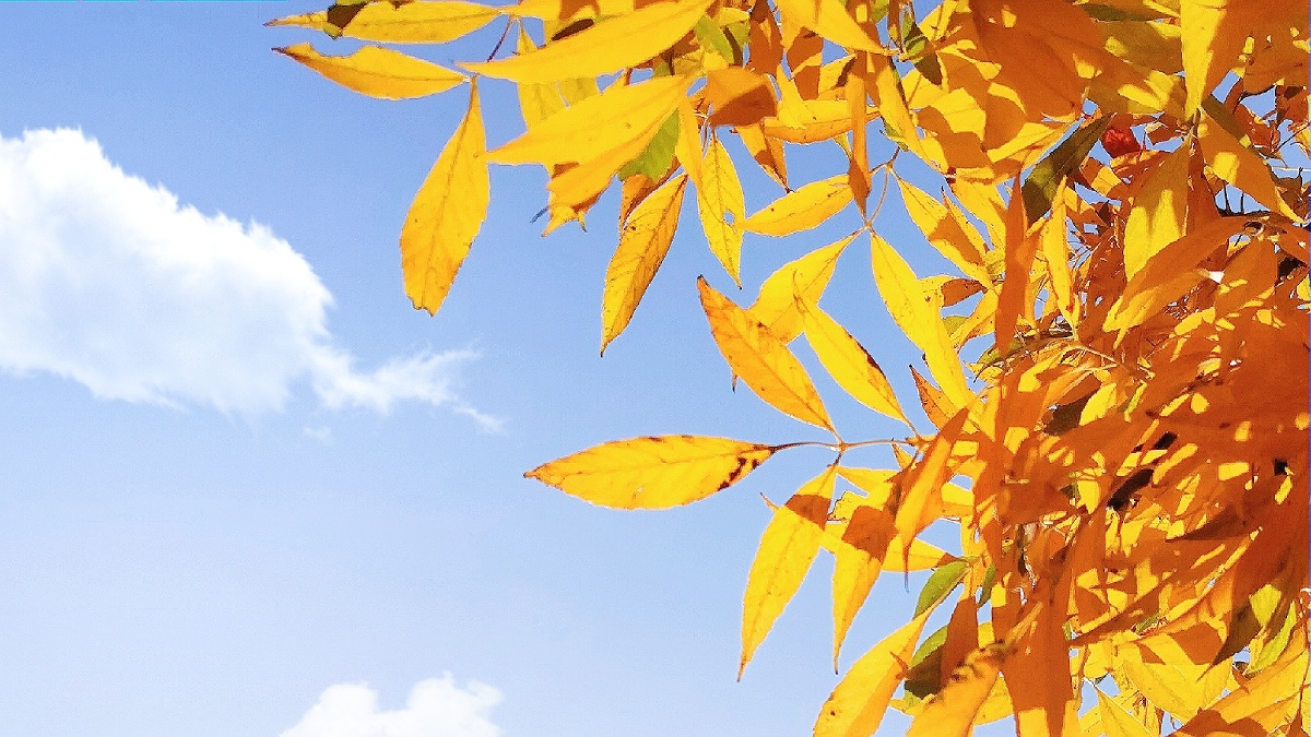 秋日暖阳图藏玄机场感慨手机p图软件的强大