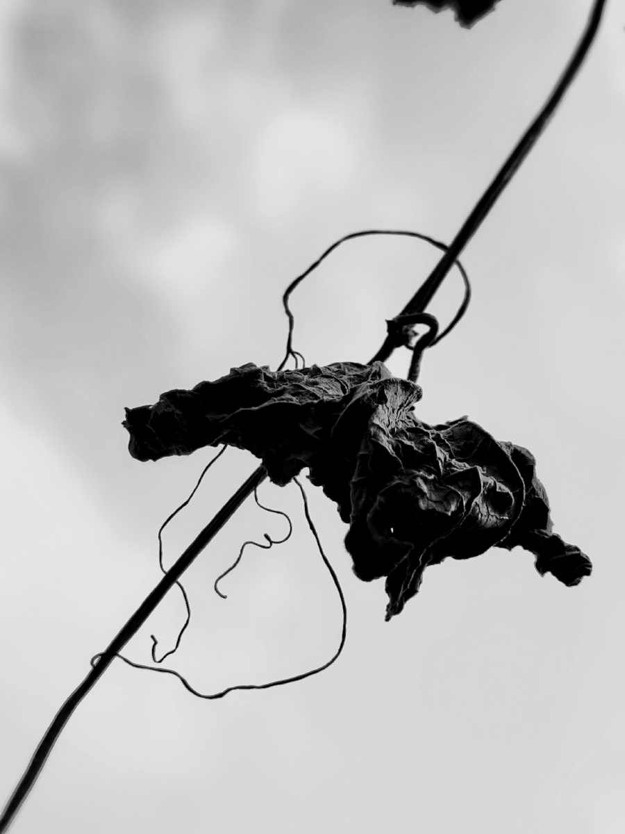 初冬时节已经枯萎的藤蔓千姿百态