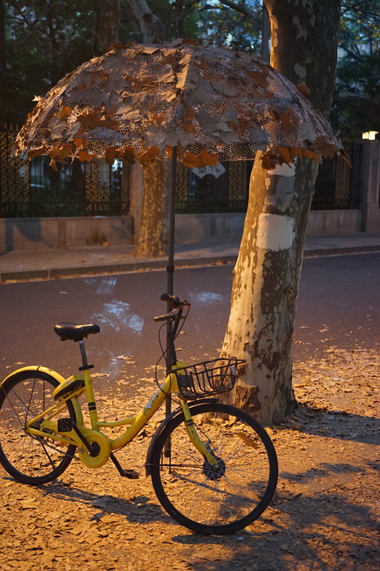 上海街拍秋风落叶地域文化相恋意如这美丽繁华的都市