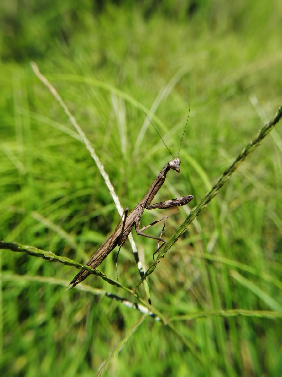 黑螳螂静静地立在草枝上我转了一圈返回时它还在拍的时候三角头扭开了