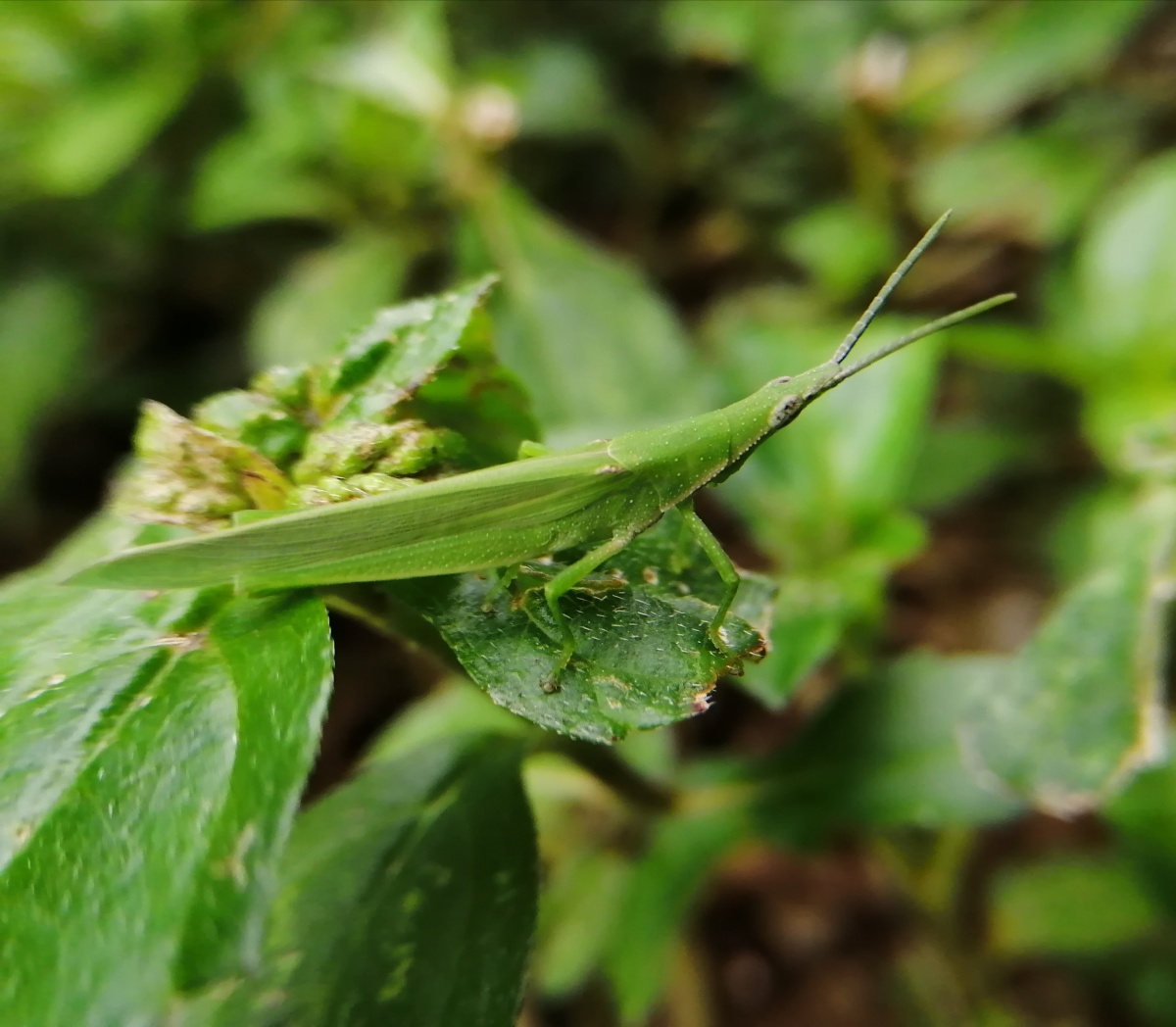 这蚂蚱绿得分不出来