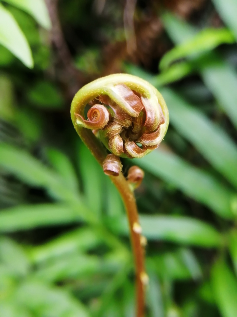 你这嫩芽真好看,乌毛蕨,像艺术品一样.