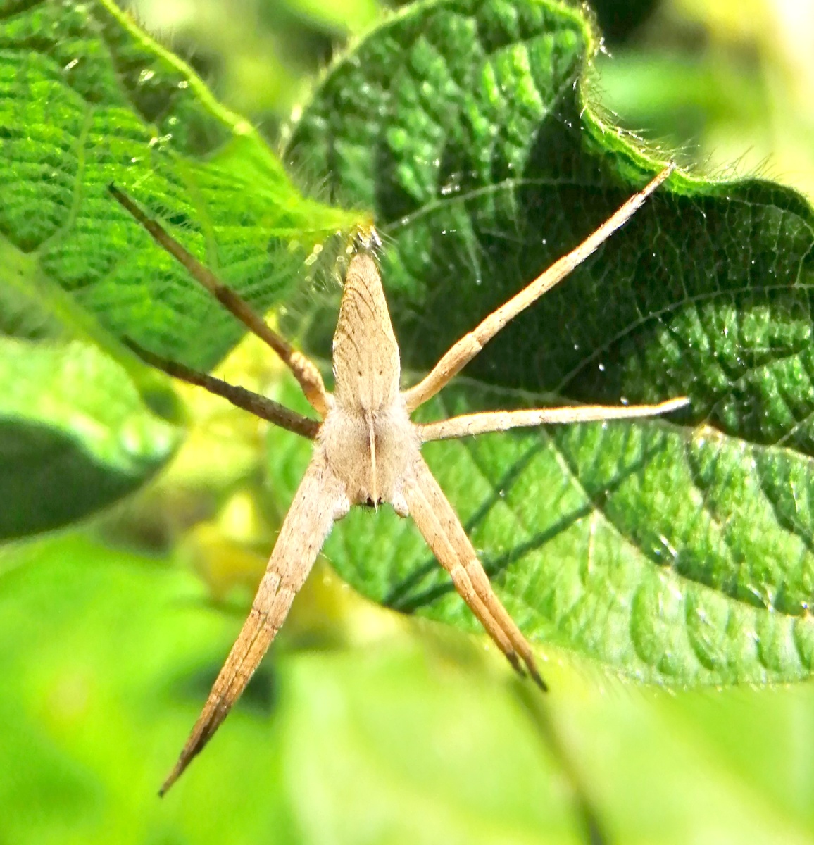 奇异盗蛛拍于陕西蓝田史家寨村塬上