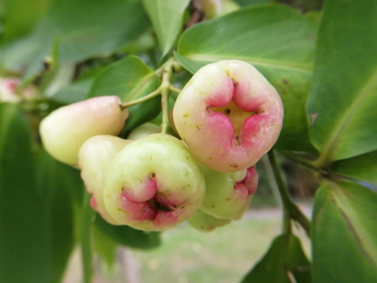 公园里的水蒲桃果子不等熟就被摘了你看泛红了