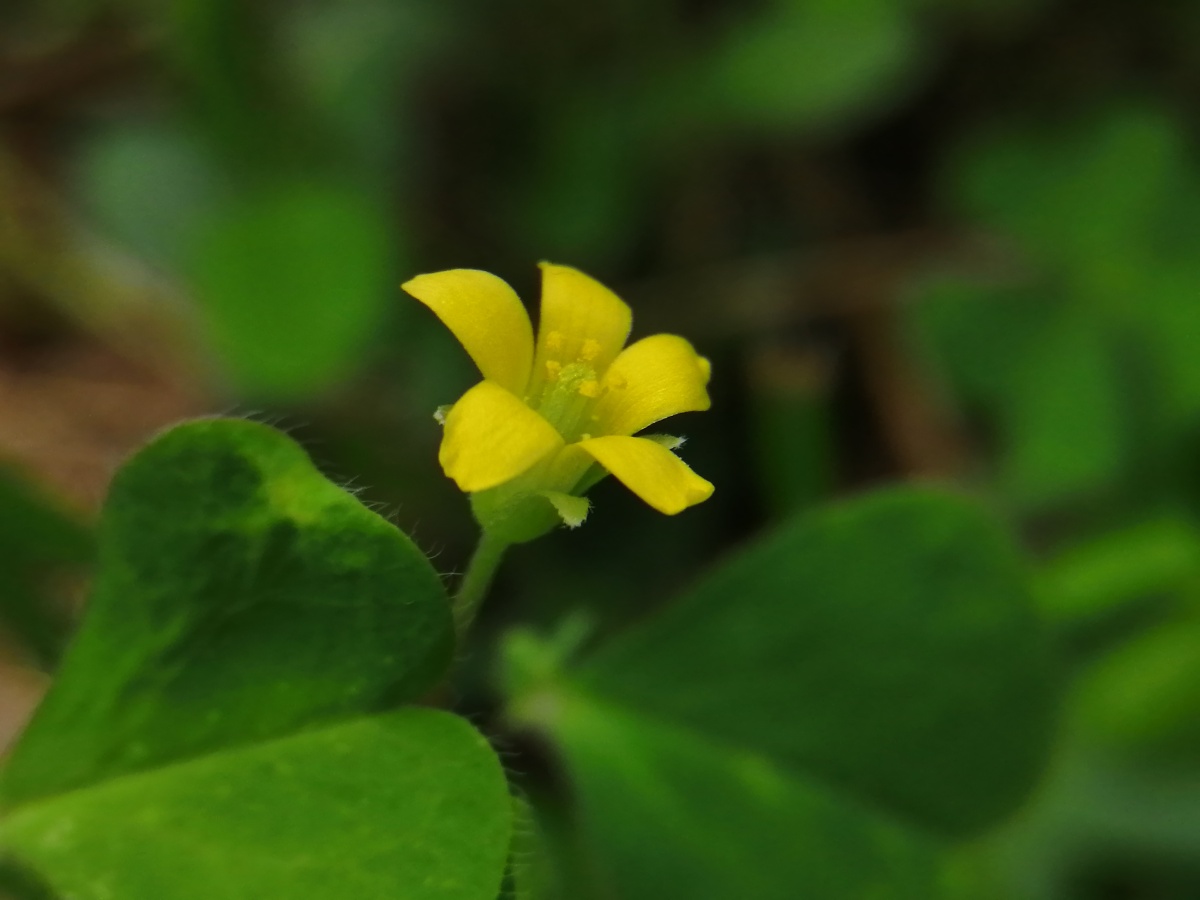 黄花酢浆草,清热解毒,行气活血.