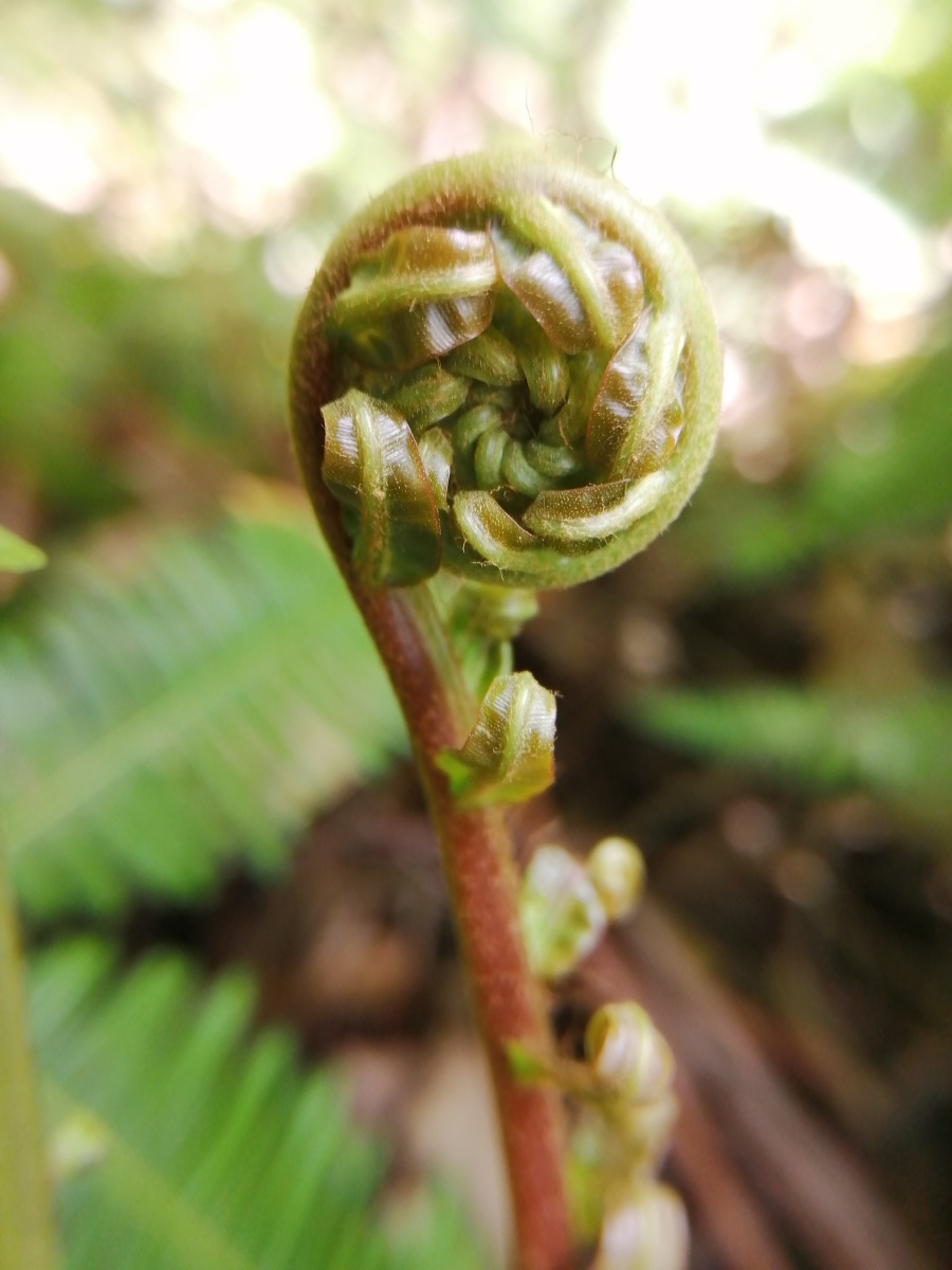 你这嫩芽真好看,乌毛蕨,像艺术品一样.