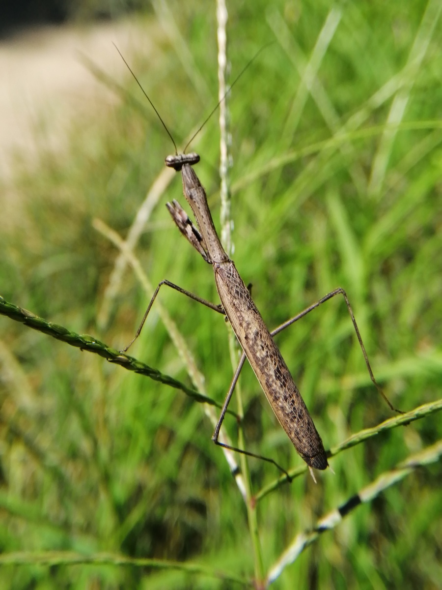 黑螳螂静静地立在草枝上我转了一圈返回时它还在拍的时候三角头扭开了