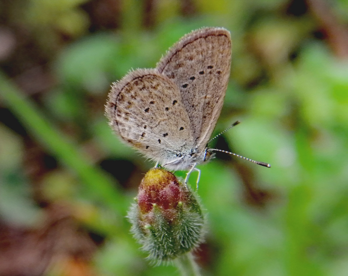 小灰蝶想吸取更鲜甜花蜜可花儿未开呢