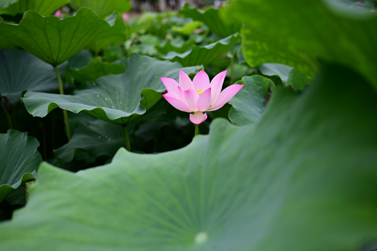 35焦段拍荷花,刚好碰上暴雨前黑鸦鸦的天空