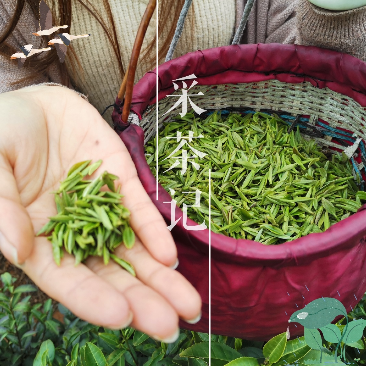 采茶记信阳毛尖