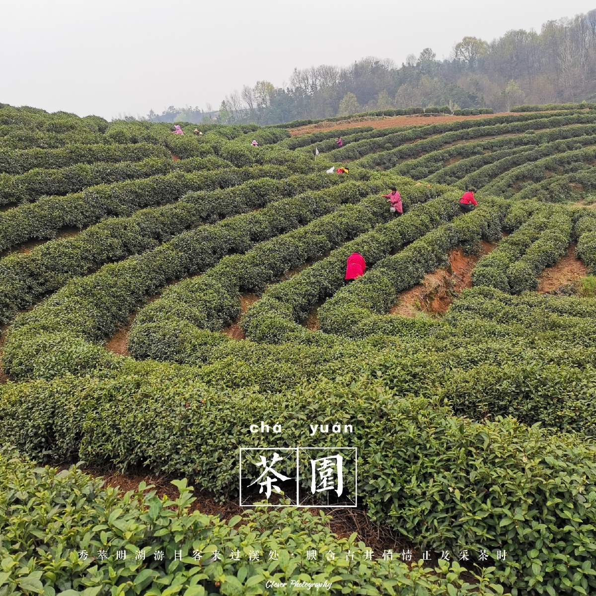 采茶记信阳毛尖