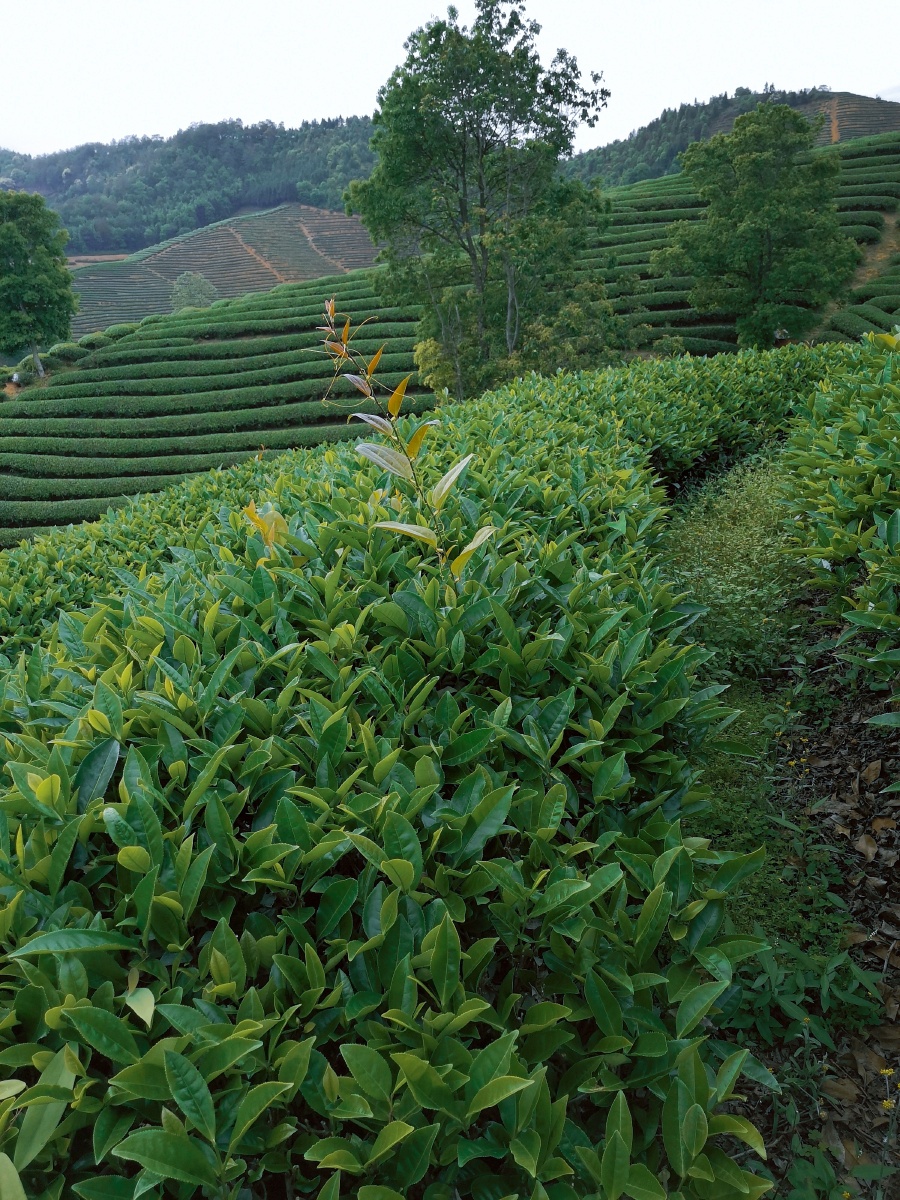 武夷山茶山