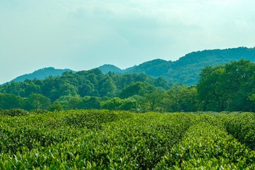 77F0C26F-94CB-479B-A387-017A2D8B962D/L0/001
