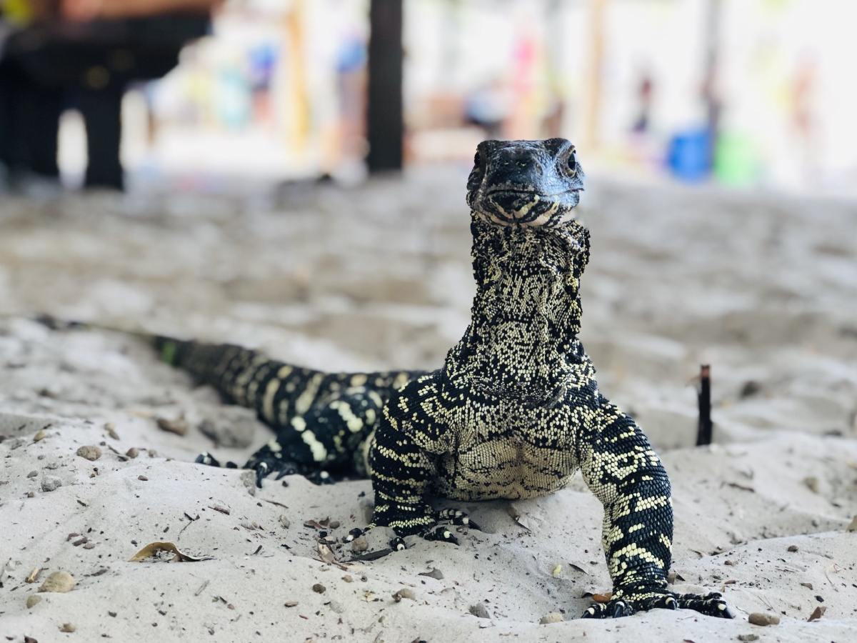 澳洲大蜥蜴白日梦岛