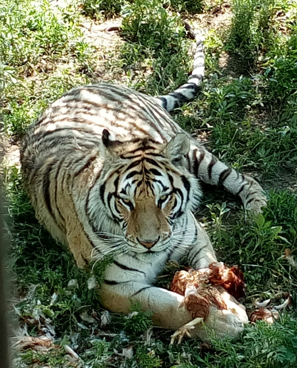 沈阳怪坡风景区虎园--东北虎