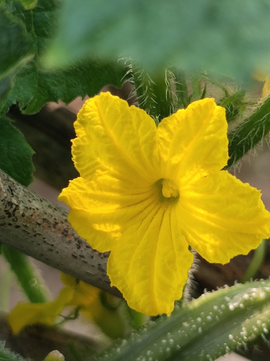 黄瓜花