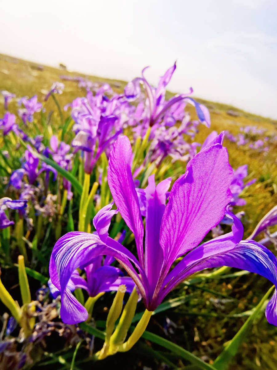 沙漠草原边上那一抹紫色不知道什么花