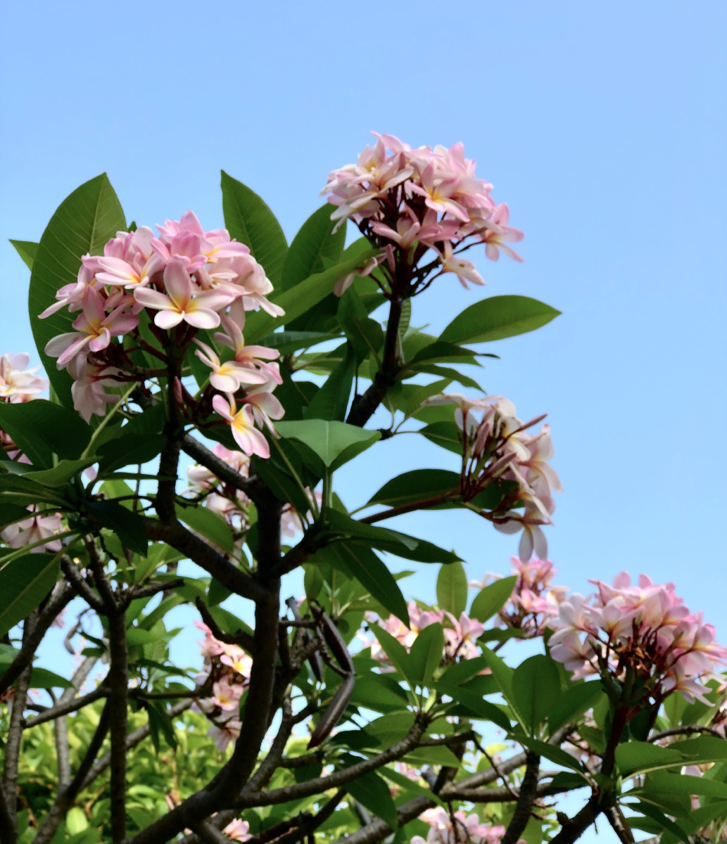 娇艳美丽透着丝绒般的的清雅贵气但它的名字很接地气鸡蛋花 - 若木之