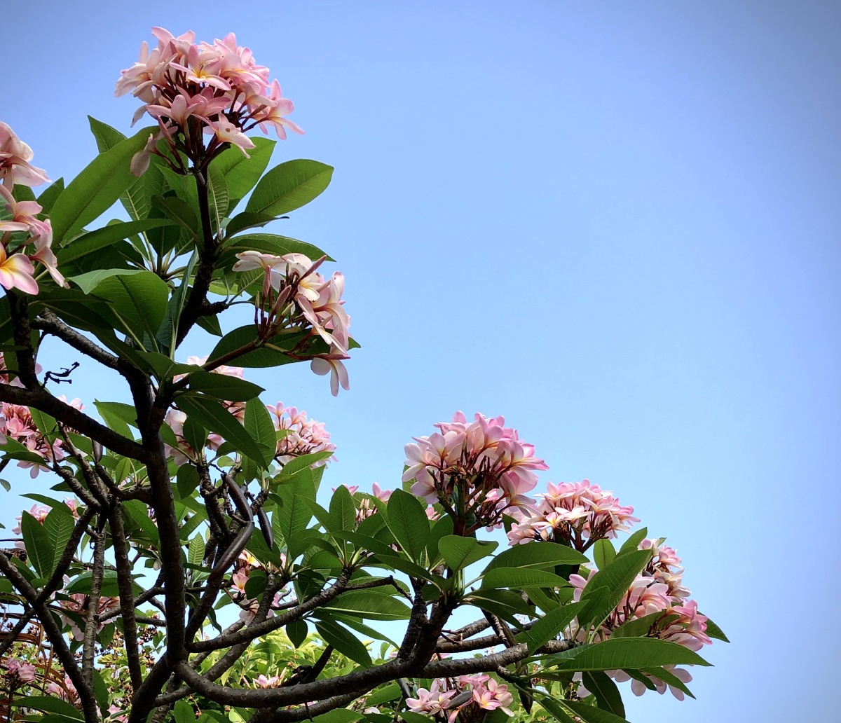 娇艳美丽透着丝绒般的的清雅贵气但它的名字很接地气鸡蛋花 - 若木之