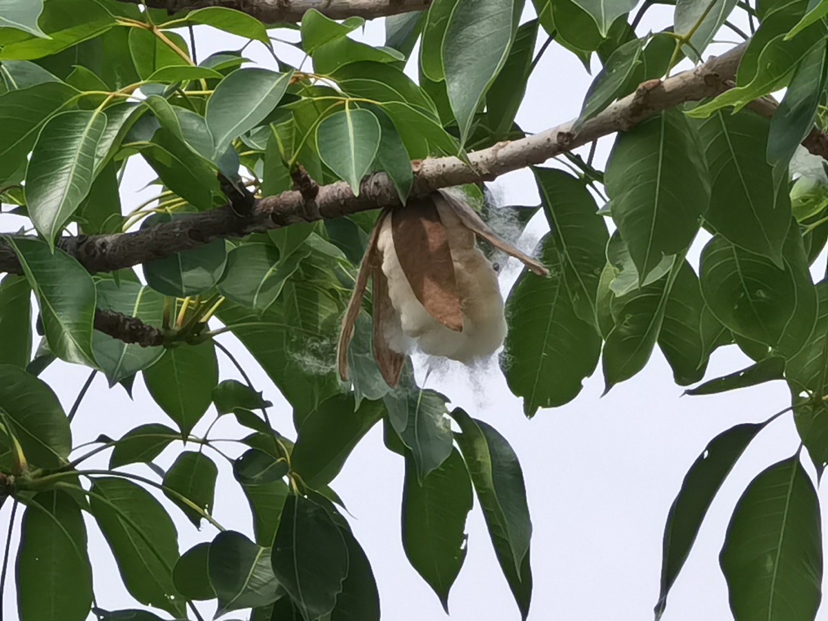 木棉的棉