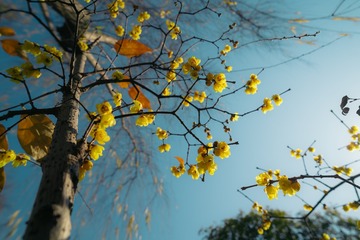 DSC03169-已增强-降噪-16