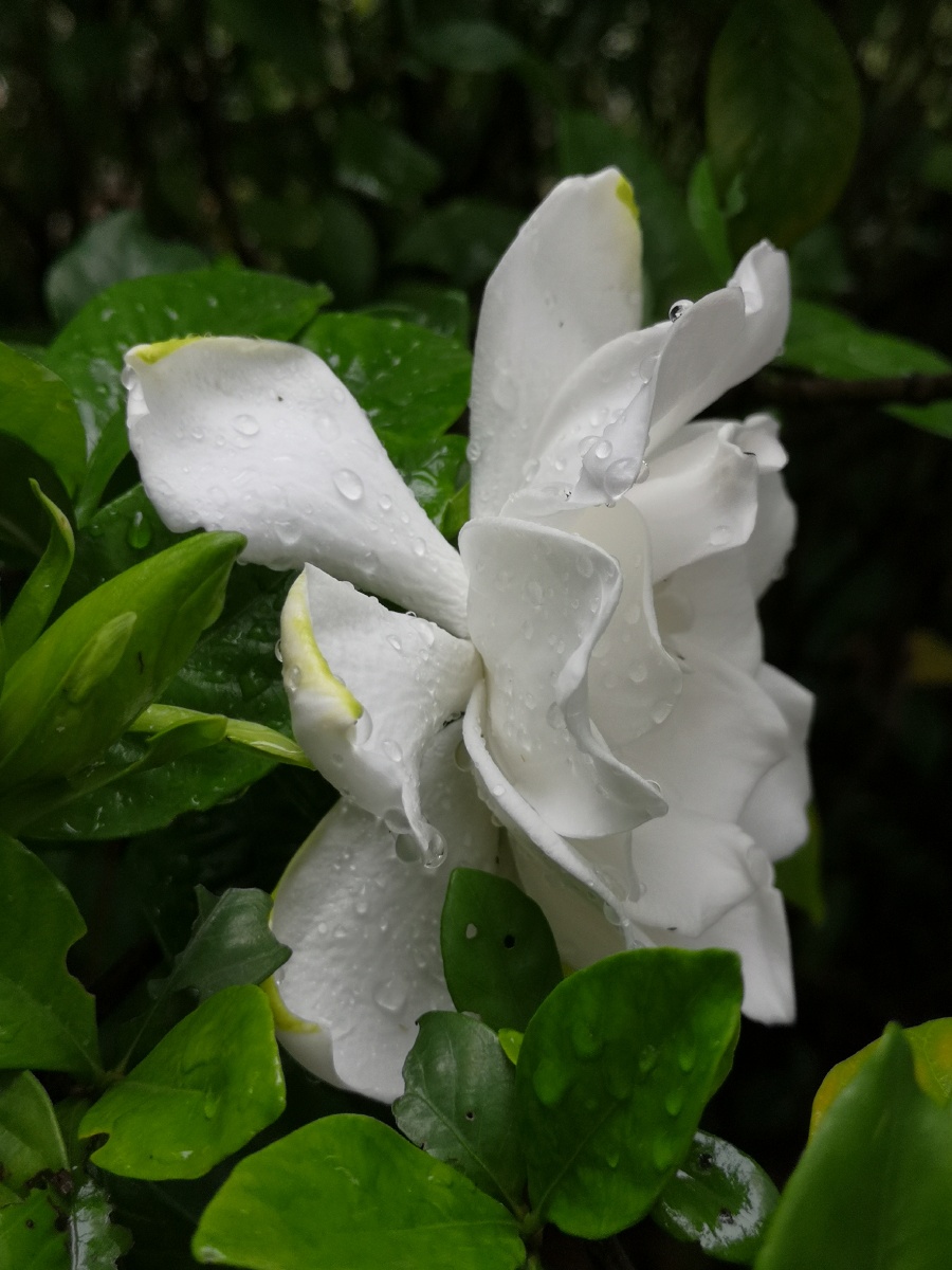 雨后的栀子花,分外香