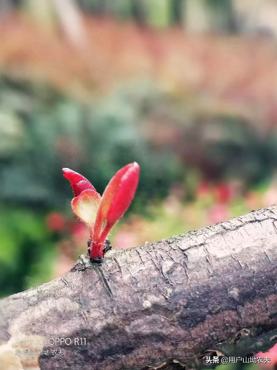 垂丝海棠别称海棠海棠花垂枝海棠解语花拉丁学名malushallianavoss