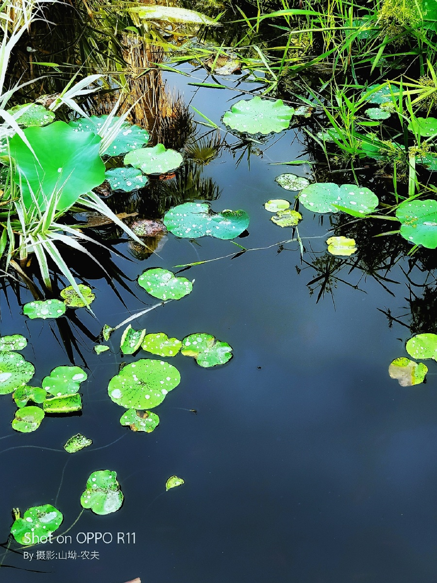 池塘野荷手机随拍