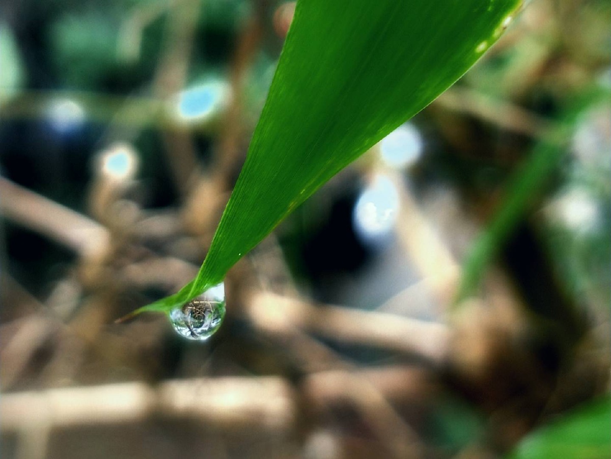 竹叶尖上的露珠儿手机随拍