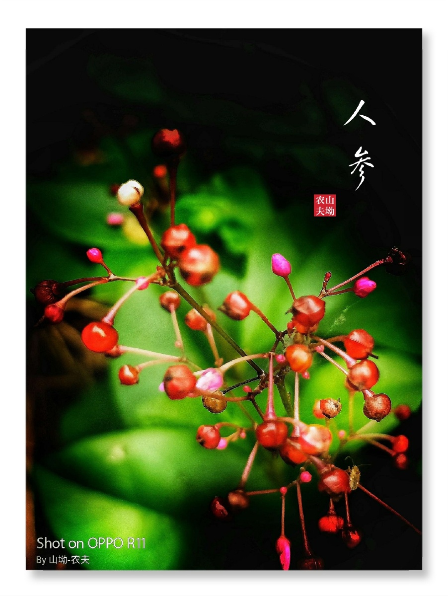 雨花草人参雨后手机随拍