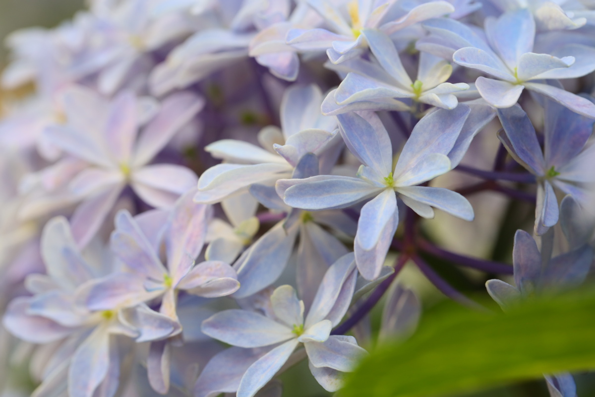 彩虹色的绣球灵感就像小烟花一样