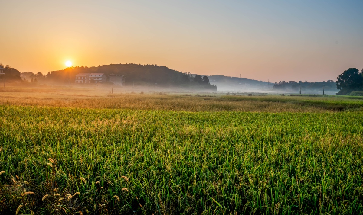 日出乡关 - 朝阳柳生