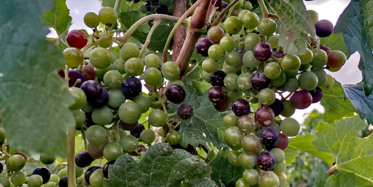 开始转色的美乐葡萄