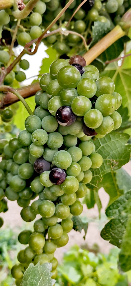 开始转色的美乐葡萄 - 娴乐 - 图虫